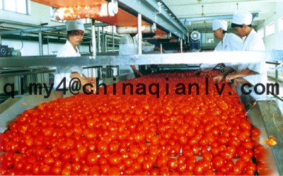 tomato paste for xinjiang