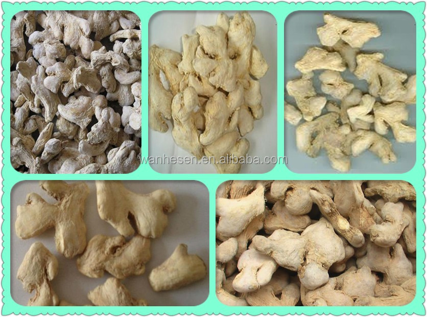 China High Quality Ginger Root Wholesale Price