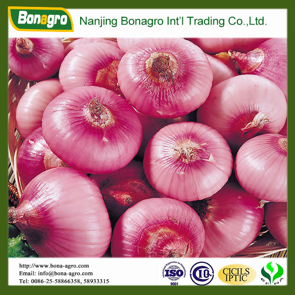 fresh red onion
