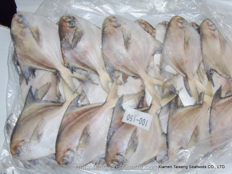 white pomfret (1).jpg