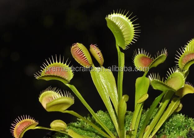 ceramic pot with venus fly trap/carnivorous sundew growing