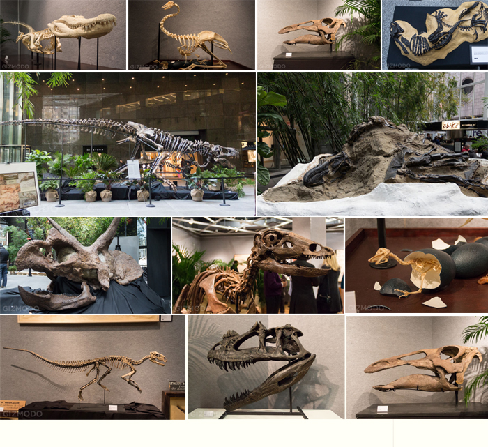 museum skeleton exhibition.jpg