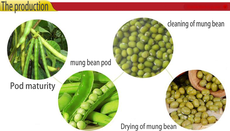25/50kg Mung bean sprout in pp bags