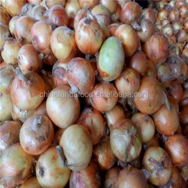 Fresh Onion On Sale