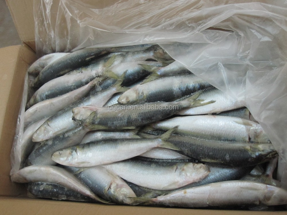 frozen fresh sardines for baits, frozen fish factory,spanish