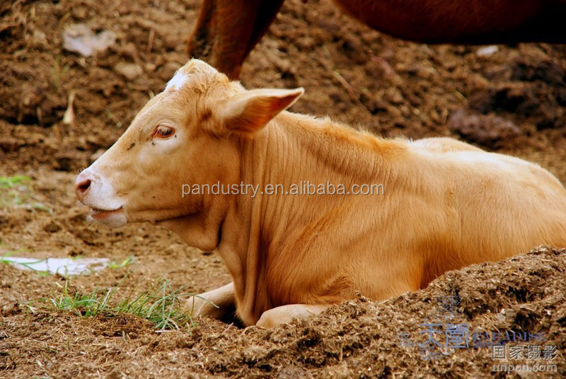 Ivermectin Wormer For Pigs