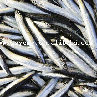 Ingredient canned sardine fish tin cans for canning with OEM in oil