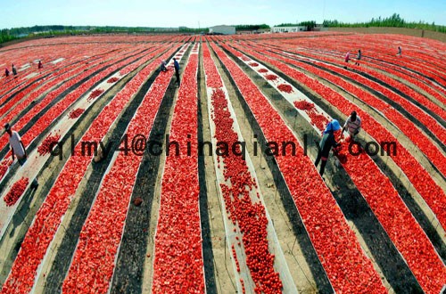tomato paste tomato sauce good price