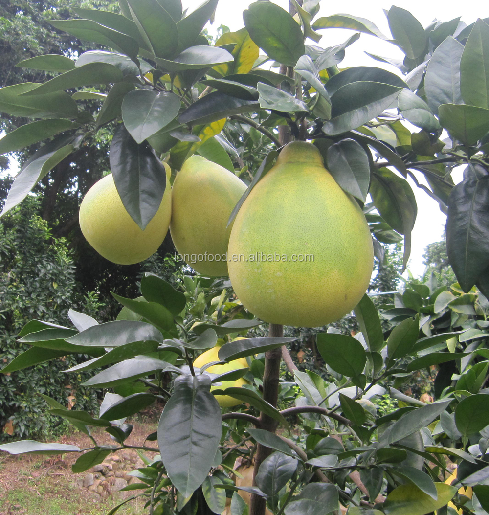 Fresh honey pomelo