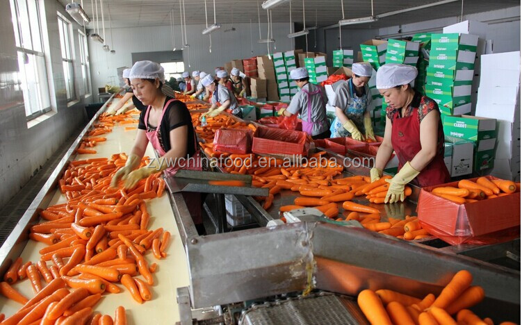 2014 New Crop Red Skin Fresh Carrots Price for Export from China