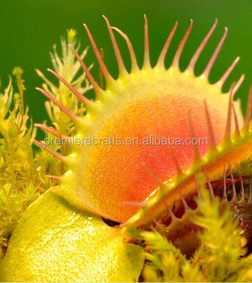 ceramic pot with venus fly trap/carnivorous sundew growing