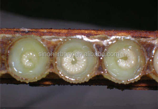 Lyophilized Royal Jelly Powder/royal jelly freeze dried powder