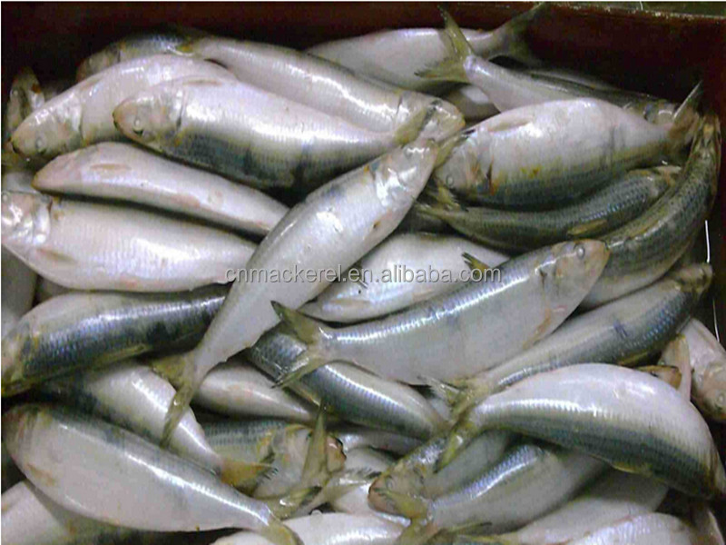 Frozen Small Size Sardine For Canning