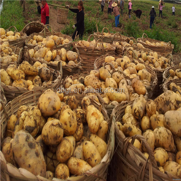 potato fresh with sincere service on hotsale