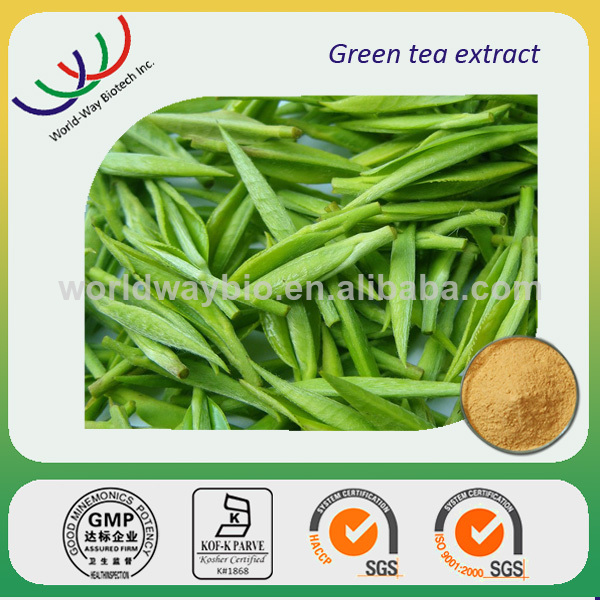 GMP factory making high quality 98% polyphenols organic green tea extract powder