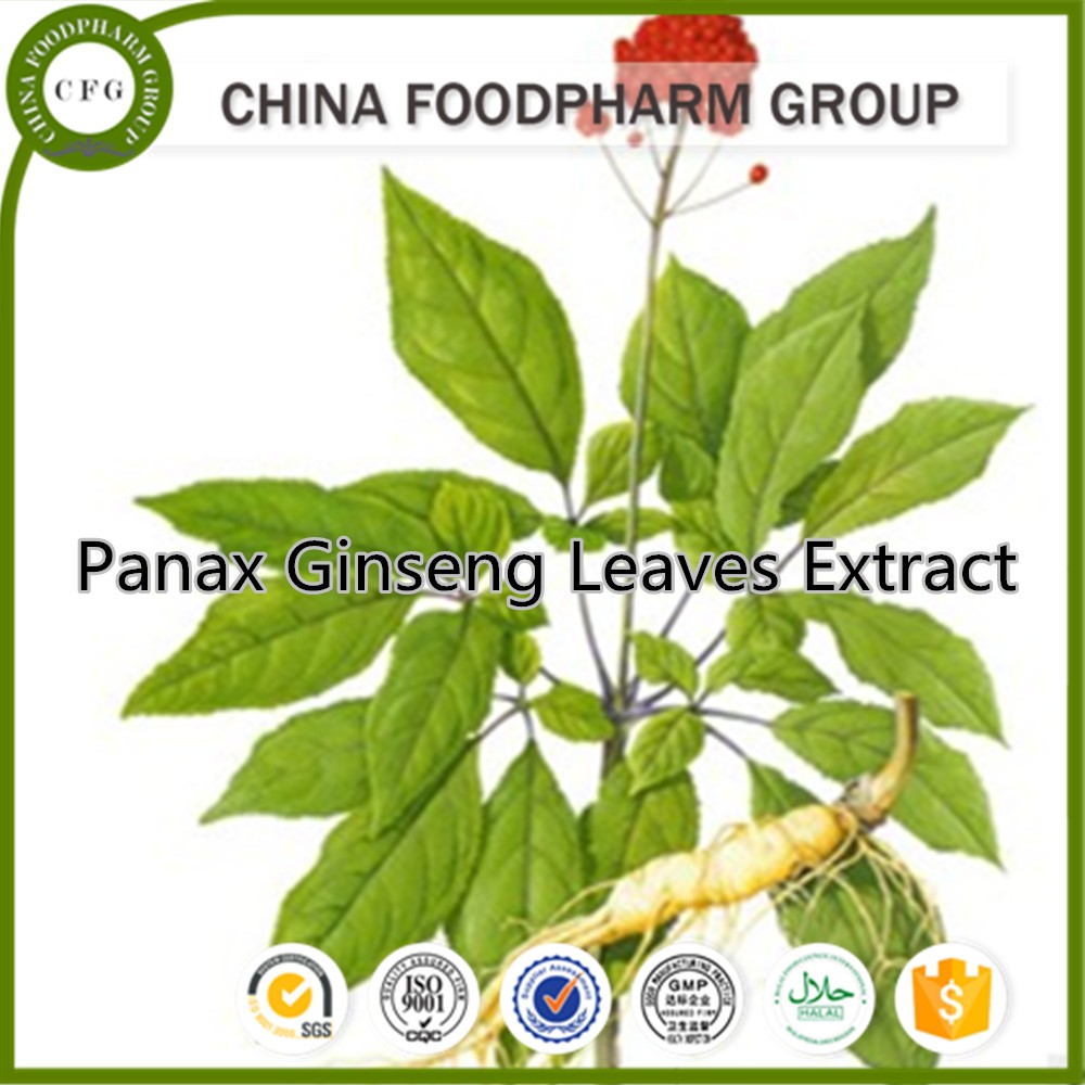 panax ginseng leaves extract/ginseng extract