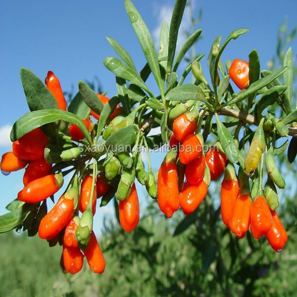 Lycium barbarum polysaccharide 40%, Goji Berry (Lycium Barbarum).