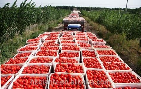 Tomato sauce tomato paste / ketchup