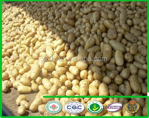 2014 Holland Potato with good quality