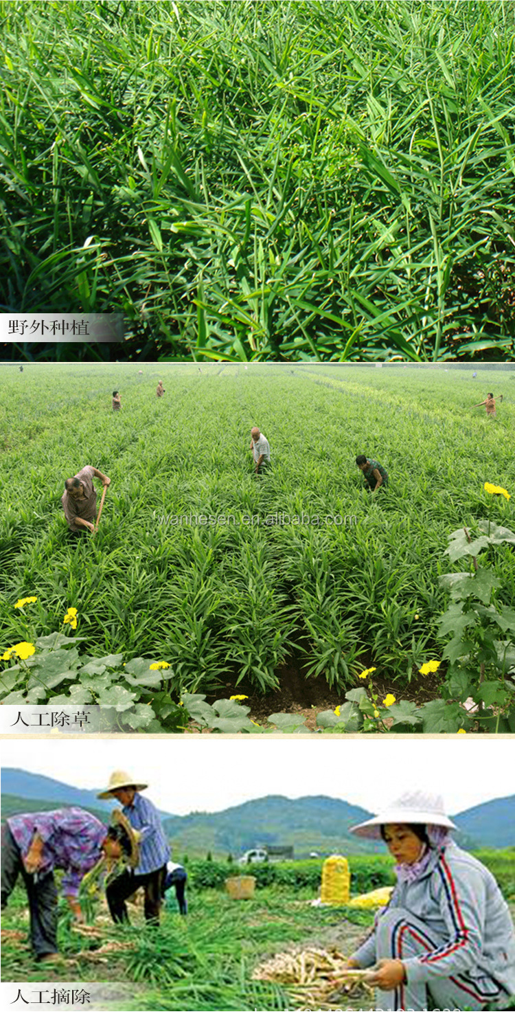 20kg Mesh Bag Package Air Dry Ginger
