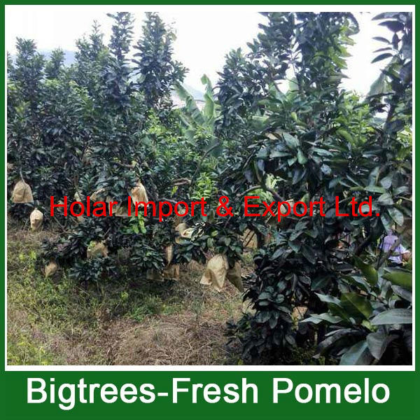 2014 fresh fruit, fresh honey pomelo for sale