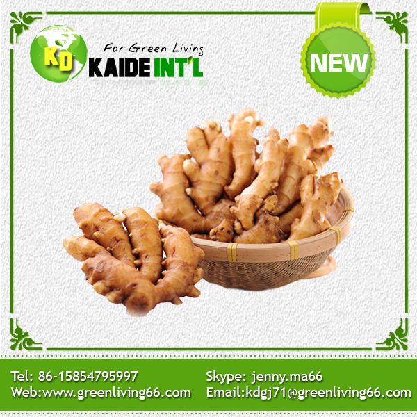 Good Quality Yong Ginger In Our Own Farm