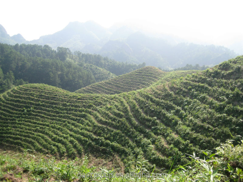 cold pressed camellia oleifera seed oil