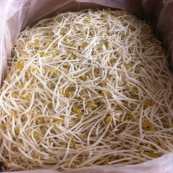 2014 frozen bean sprout factory wholesale