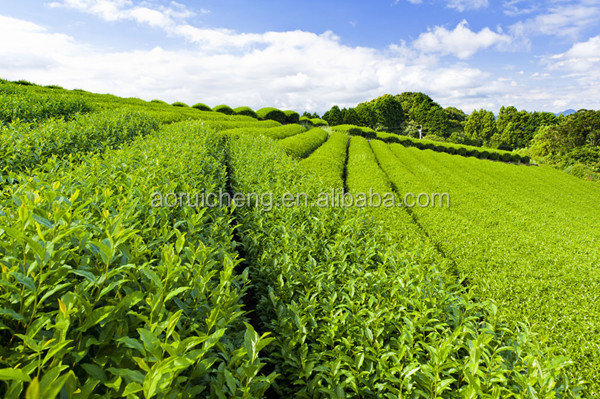 instant black tea extract powder, apple tea powder, cold water soluble instant tea powder