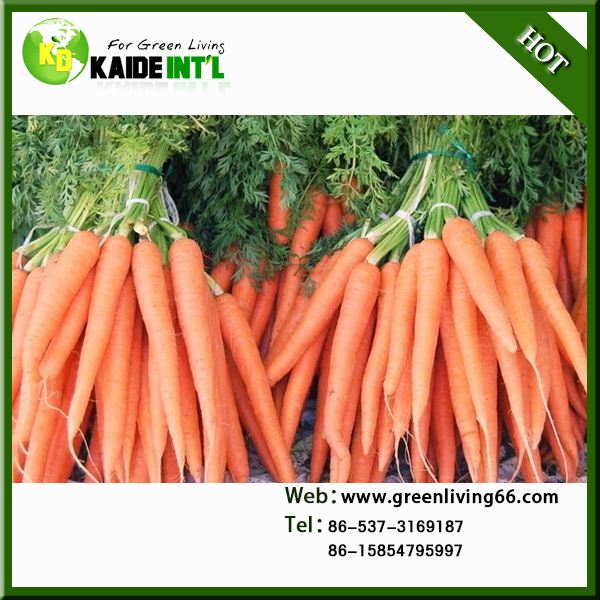Organic Bulk Carrots For Market