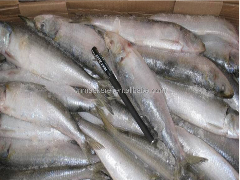 fresh frozen sardine for can