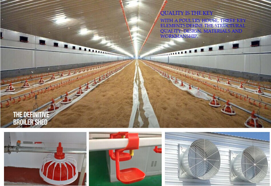 low cost poultry shed/farm for broiler layer breeder chicken design 