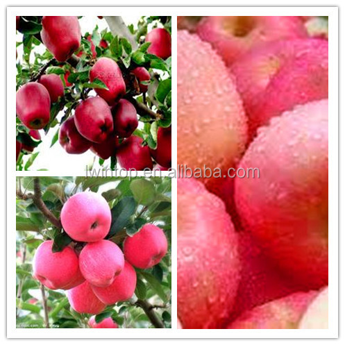 Red apple/ Price for fresh apple/Cheap apple fruit