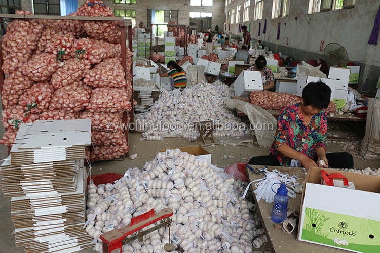 Wholesale Garlic / Fresh Garlic / White Garlic