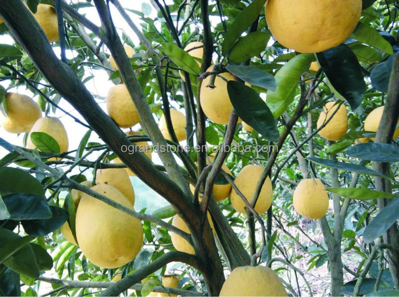2014 new arrival fresh pomelo fruit, fresh honey pomelo
