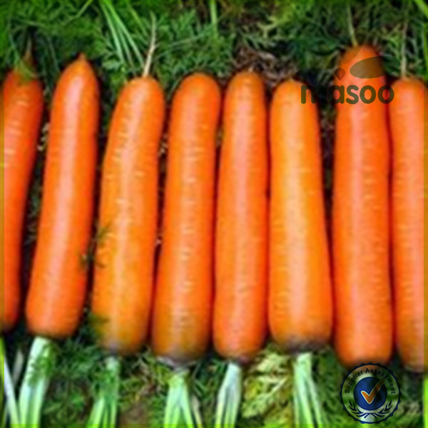2014 Seasonable vegetables plush carrot /carrots exporter in China
