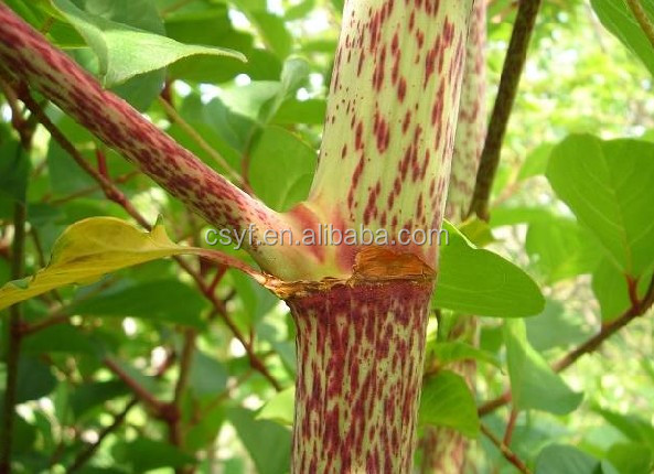 Lowest price and high quanlity of polygonum cuspidatum root extract Giant Knotweed Extract Resveratrol 98% HPLC resveratrol