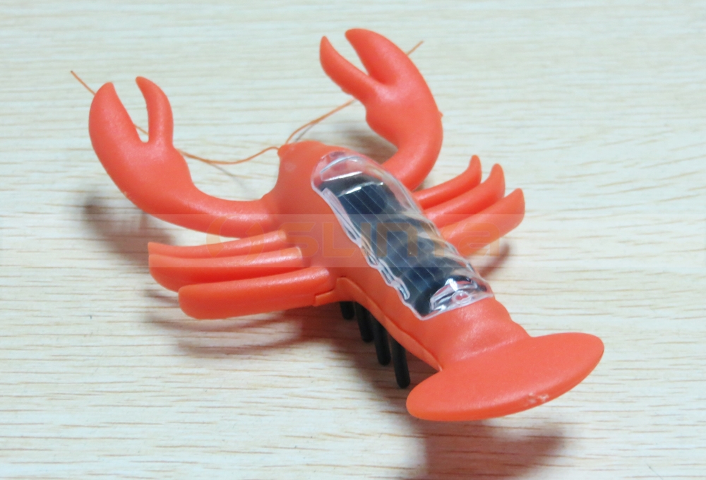 Solar Beetle 8026 150917 (10).JPG