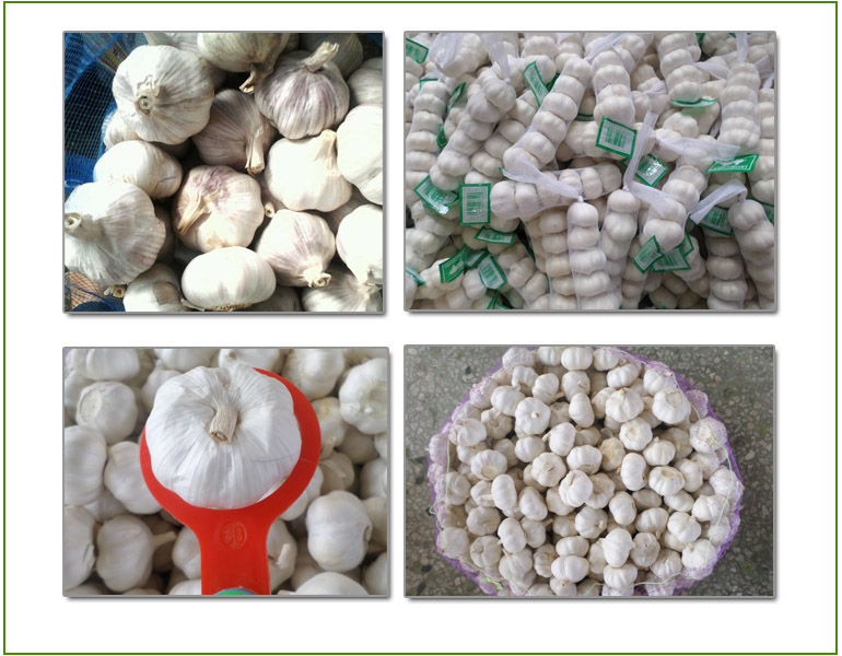 Garlic With High Quality (Low Price)