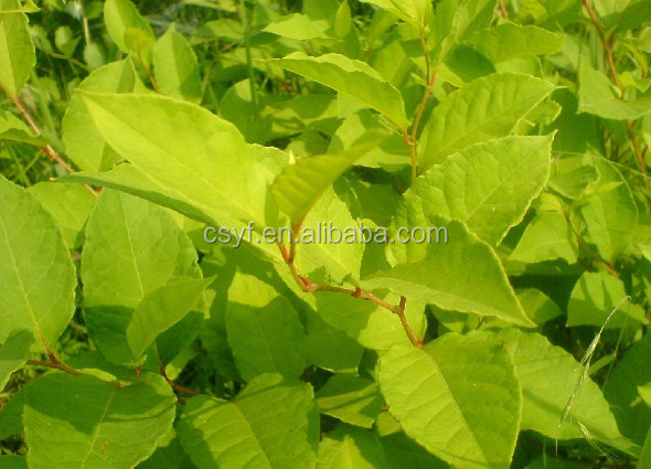 Lowest price and high quanlity of polygonum cuspidatum root extract Giant Knotweed Extract Resveratrol 98% HPLC resveratrol