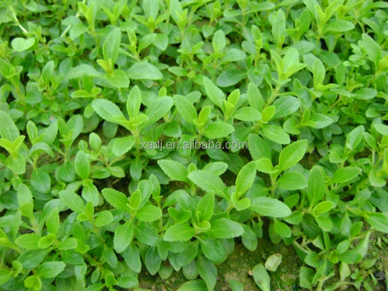 High Quality Stevia Extract,Stevia Extract,Stevia Extract Powder
