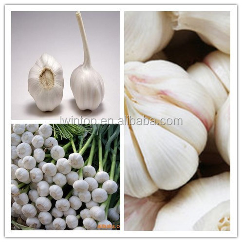 china garlic price 2013; hot sell frozen china cheap garlic