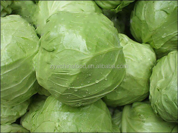New Crop Chinese Cabbage Fresh Organic Cabbage - Good Supplier