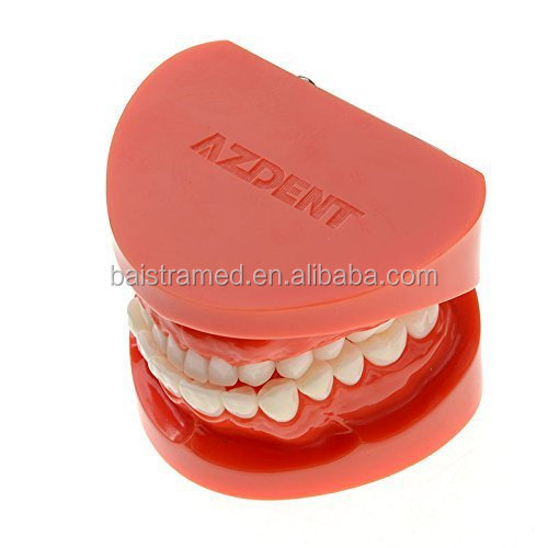 dental study model