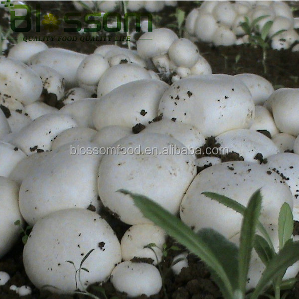 Market prices for mushrooom spawn fozen fresh champignons mushroom
