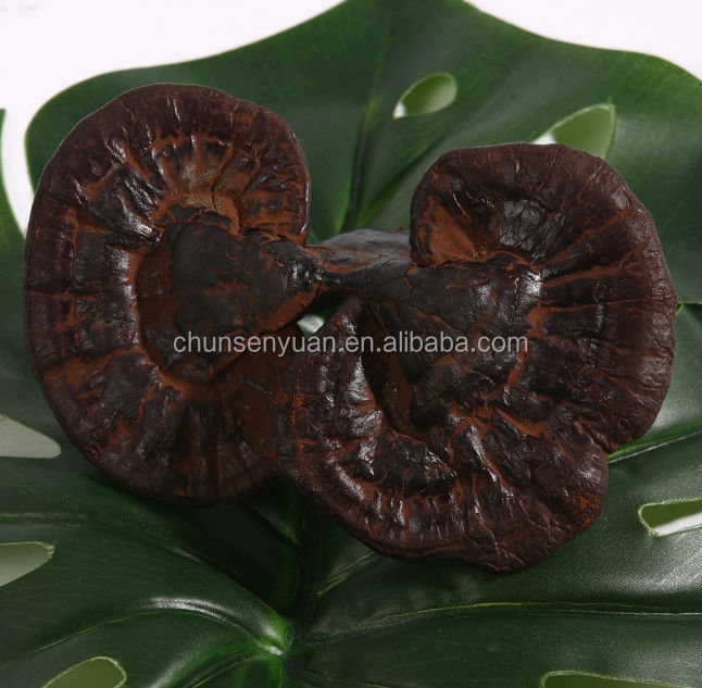 Export ganoderma lucidum canned whole button mushroom to oman