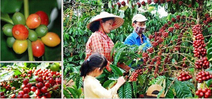 Yunan Arabica coffee bean/Robusta coffee bean