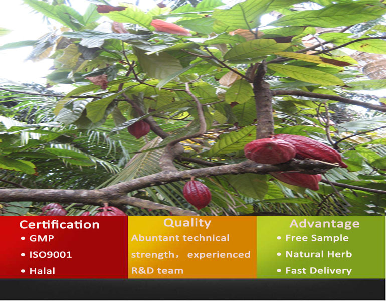 Cocoa Powder/Cocoa Powder Price/Cocoa Powder Bulk