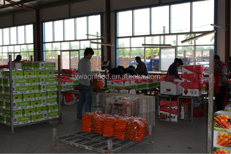 2014 new corp fresh carrot for sale