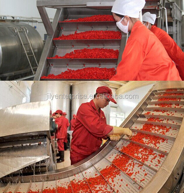 EU hot sell China wolfberry/goji berry/dried goji berry